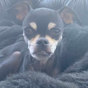 Meet your Posher, Eve